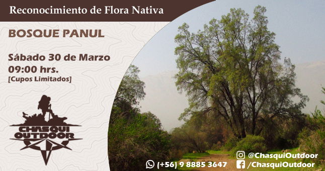 Salida de reconocimiento de Flora Nativa - Bosque Panul