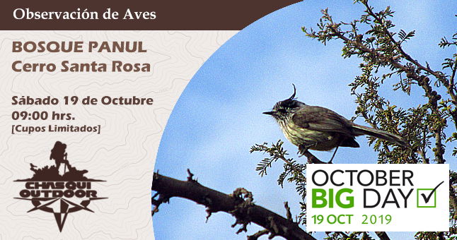 Observación de Aves [Global Big Day] - Cerro Santa Rosa