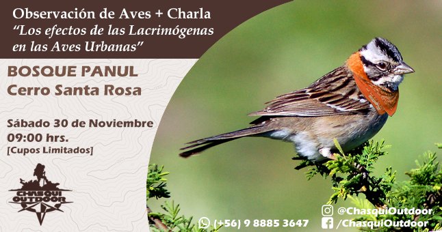 Observación de Aves + Charla/Conversatorio - Cerro Santa Rosa - Copia