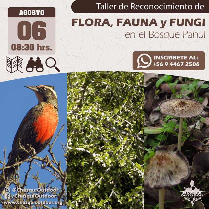 Taller Reconocimiento de Flora, Fauna y Fungi en el Bosque Panul