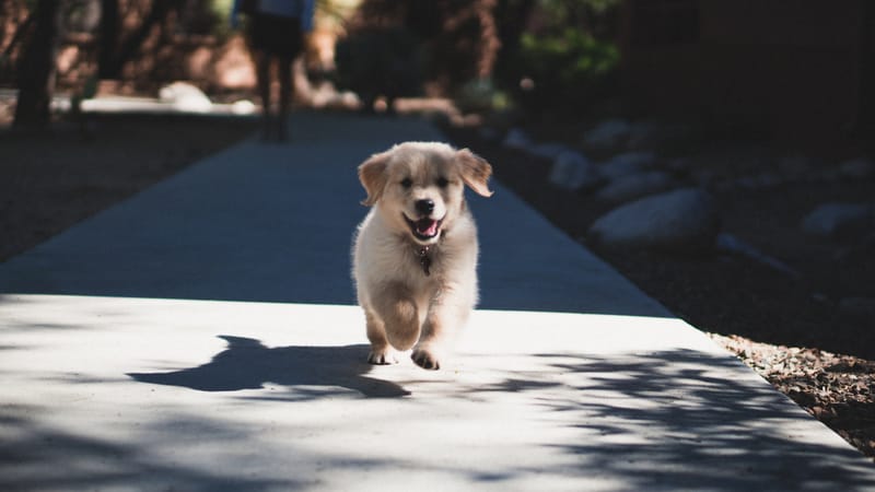 Puppy Training