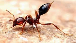 النمل الأسود