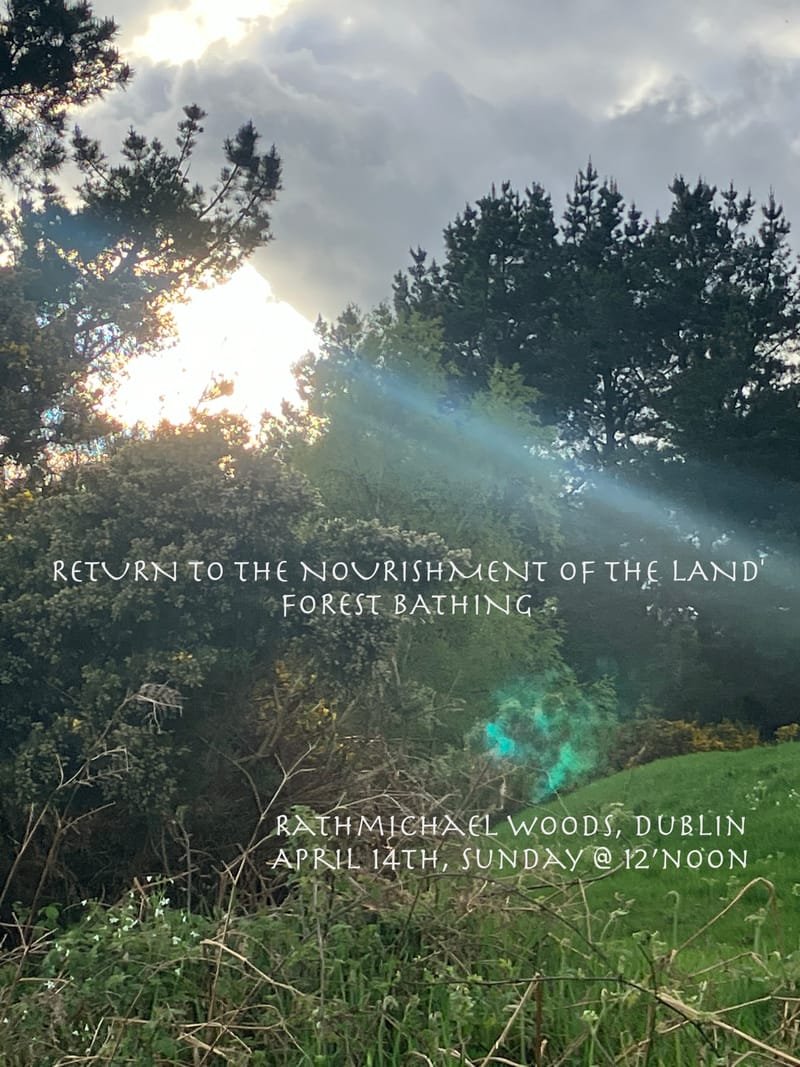 ‘Return to the Nourishment of the Land’ Forest Bathing