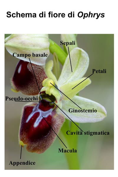Le Ophrys del Gargano image