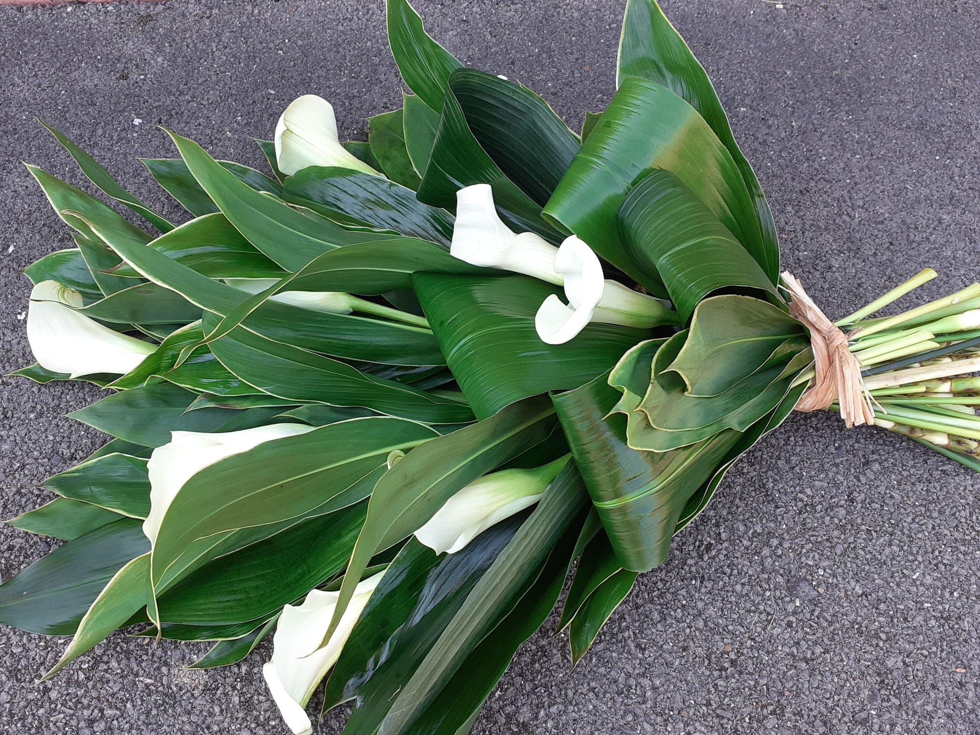 White Arum lilies and greenery