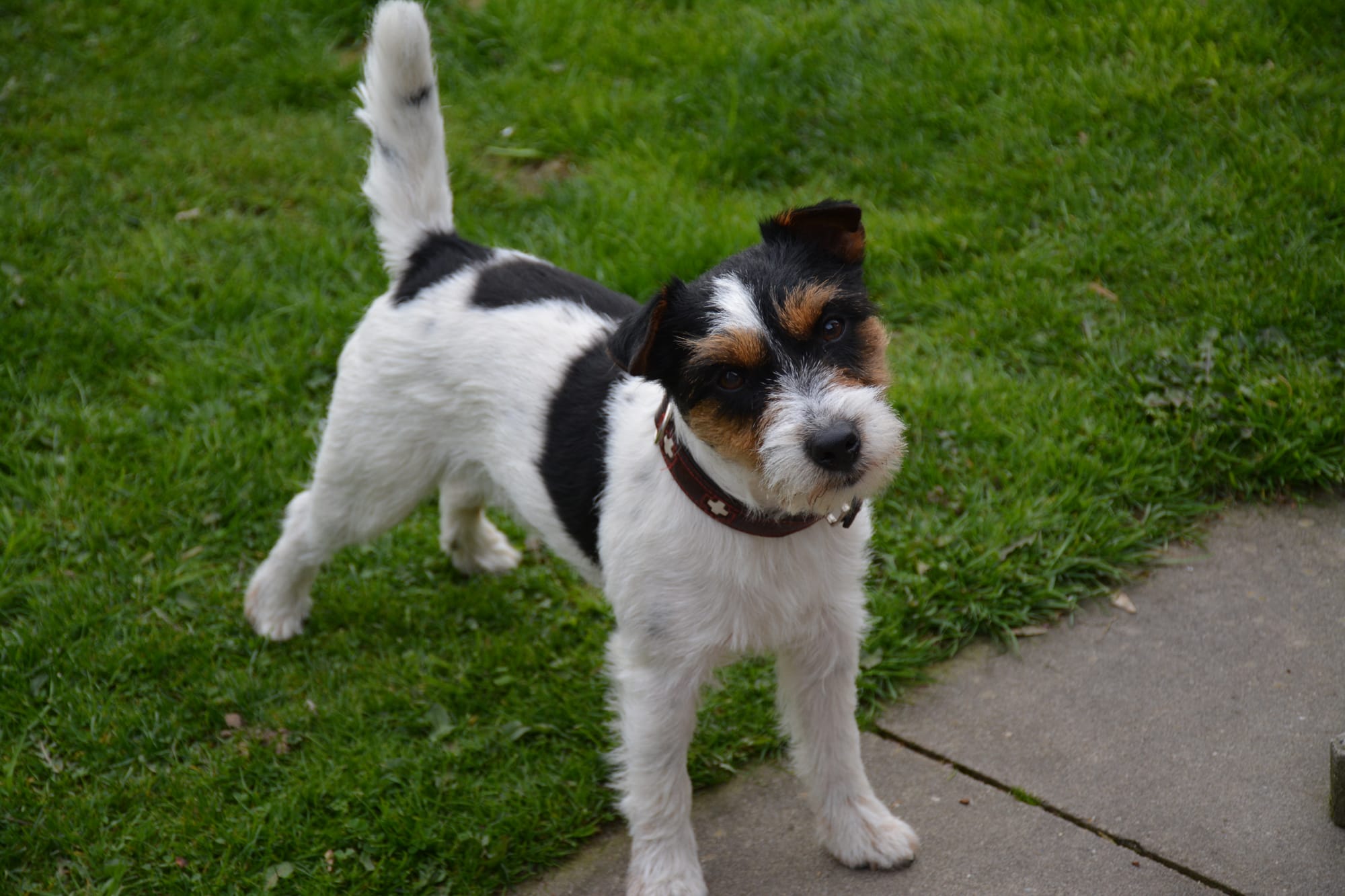 Herr Terrier