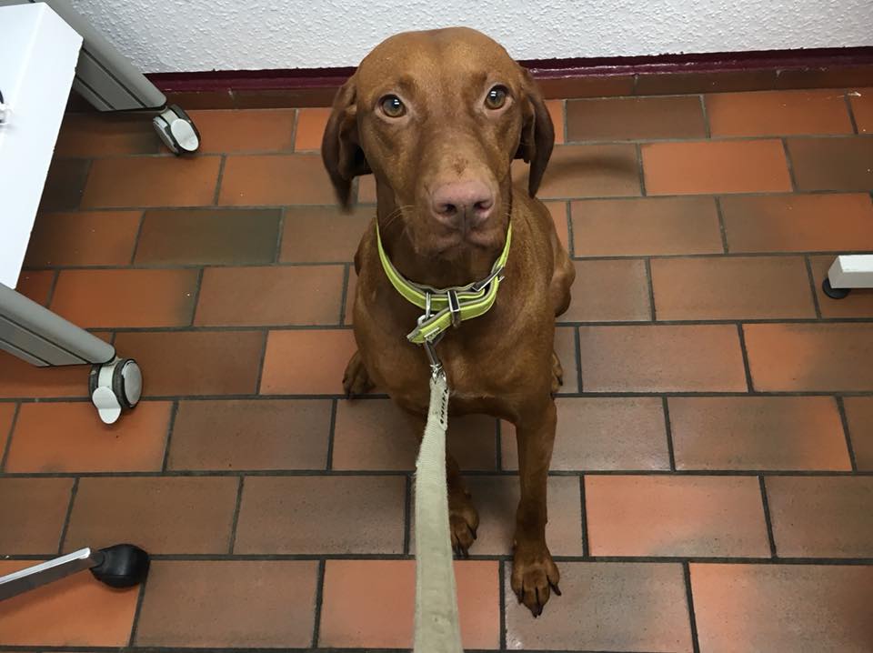 Fräulein Vizsla muss zum Tierarzt