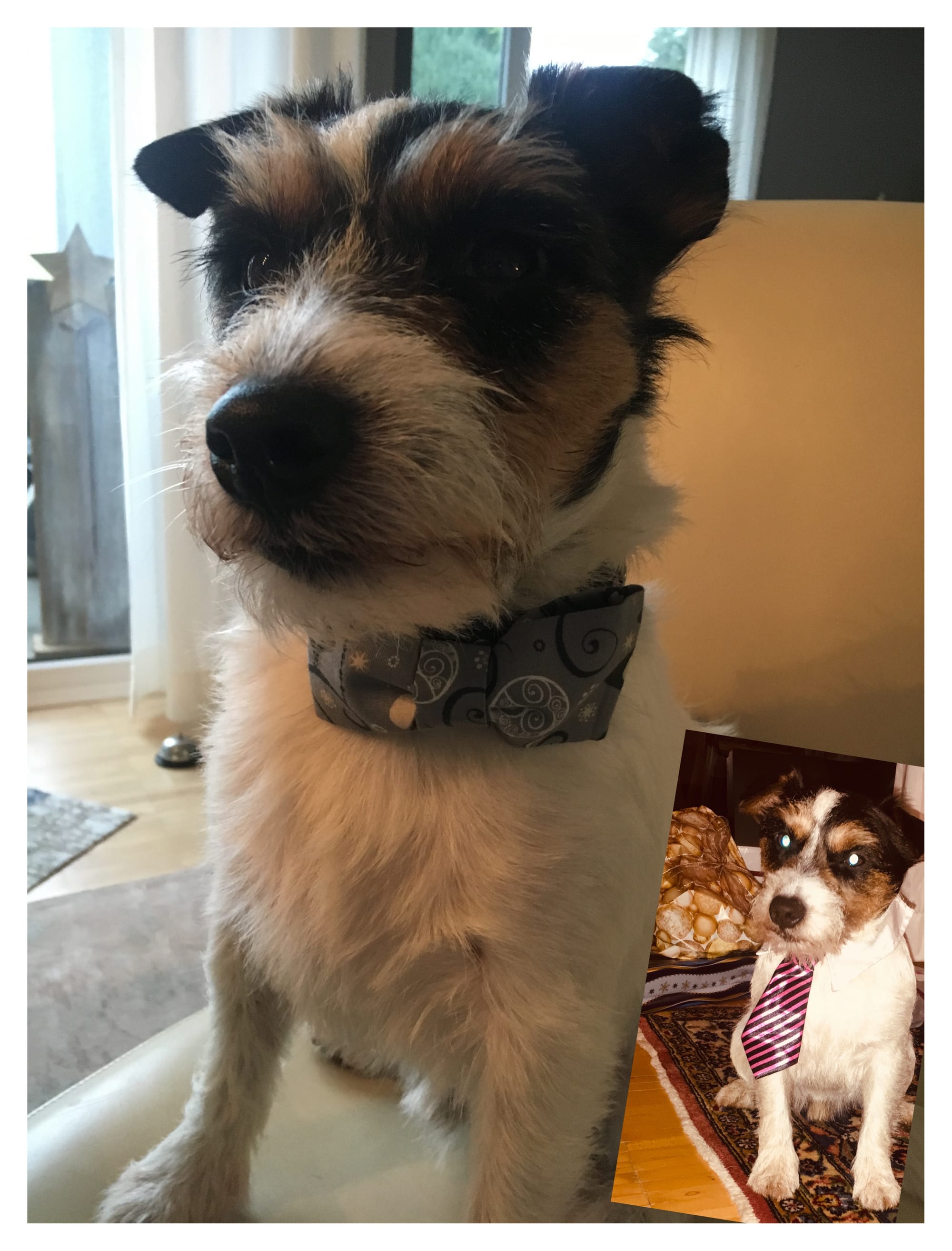Ich wähle: BRUNO!